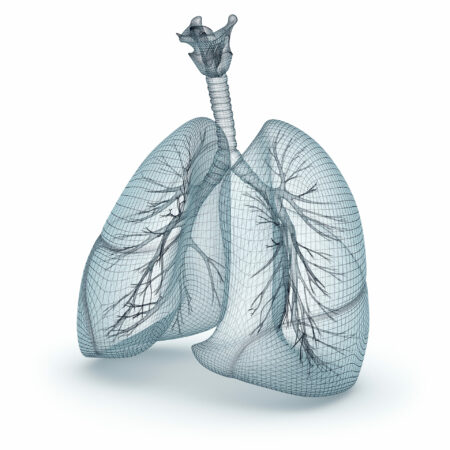 Eine dreidimensionale grafische Darstellung menschlicher Lungen, die die komplexe Struktur der Atemwege und des Gewebes zeigt. Dieses Bild wird genutzt, um die Bedeutung der Atemtherapie und speziell der Behandlung von Mukoviszidose in der Praxis Schulze-Bramey zu veranschaulichen.