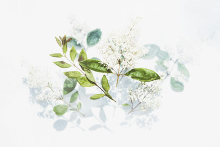 Zarte weiße Blüten und frische grüne Blätter mit leichten Schatten auf einem hellen, fast weißen Hintergrund. Die Komposition betont die Leichtigkeit und Natürlichkeit der Pflanzen.